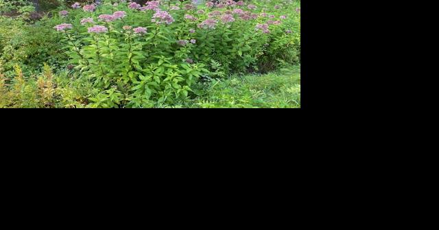 When birds are few and far between, take the time to pay attention to the flora blossoming around you - Vimarsana News
