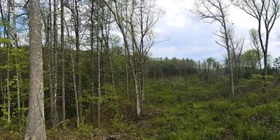 woods