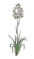 Be-A-Better-Gardener: Late summer lawn care starts with reseeding