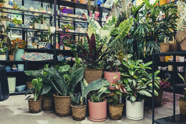 Plants in biodegradable pots