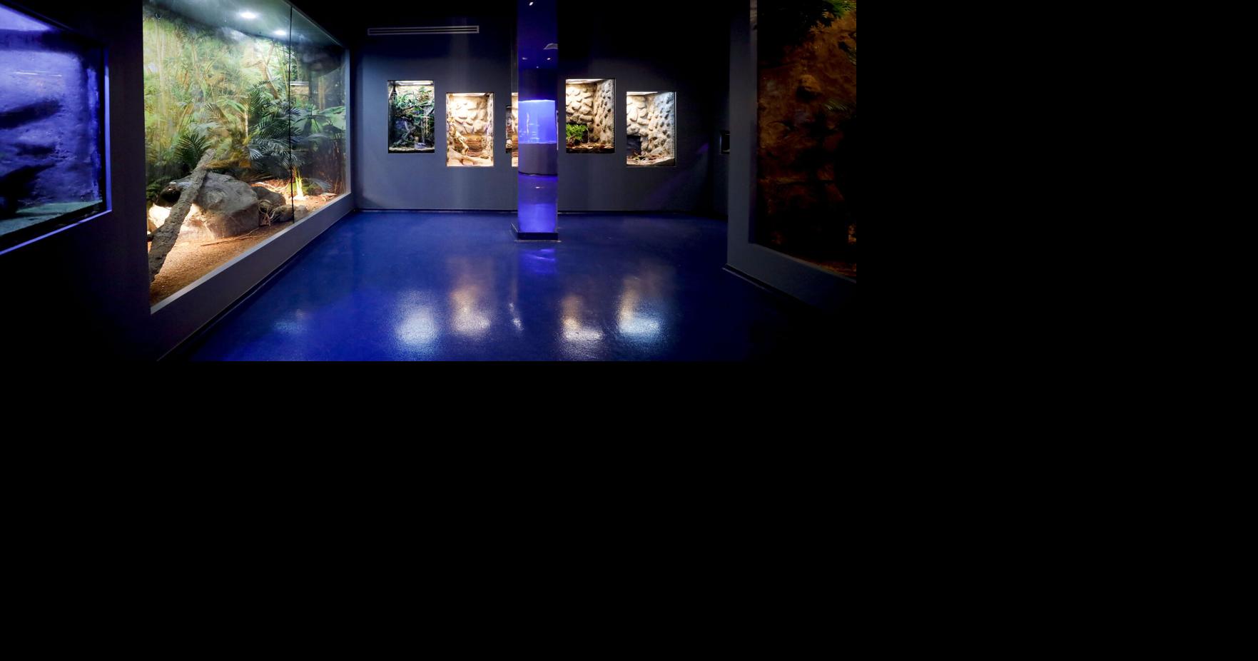 With its aquarium at the center, Berkshire Museum's new first floor brings art, science and natural history together