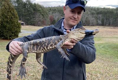 Man holds alligator