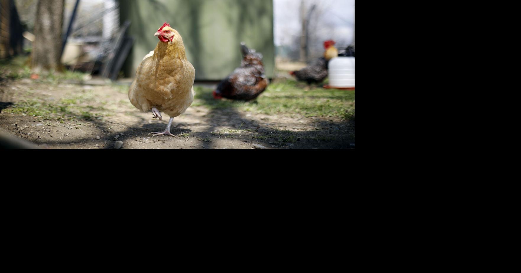Want to raise chickens in Pittsfield? The cost of a permit just got a lot cheaper Central