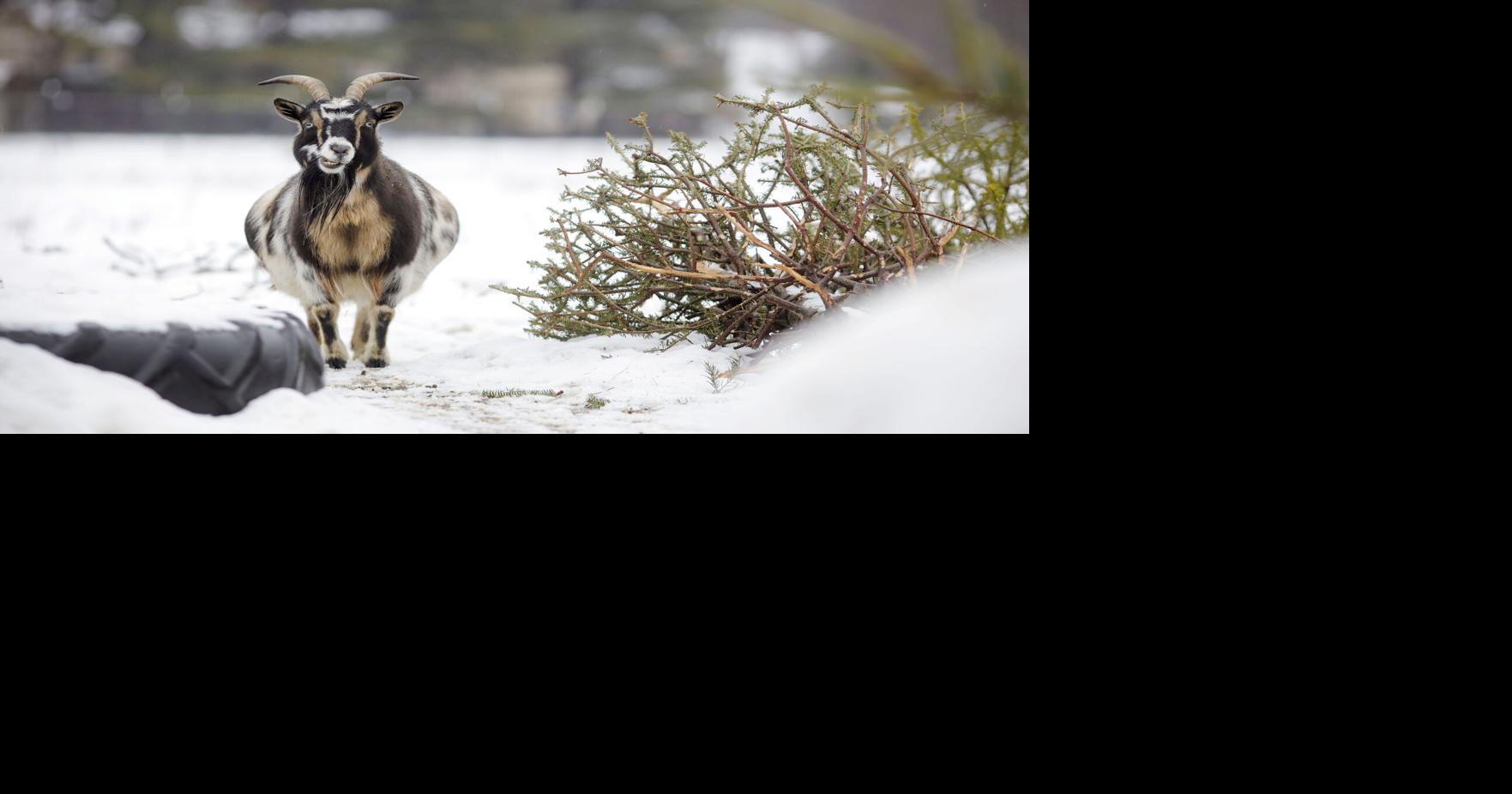Not sure what to do with your Christmas tree? These goats are more than happy to eat it