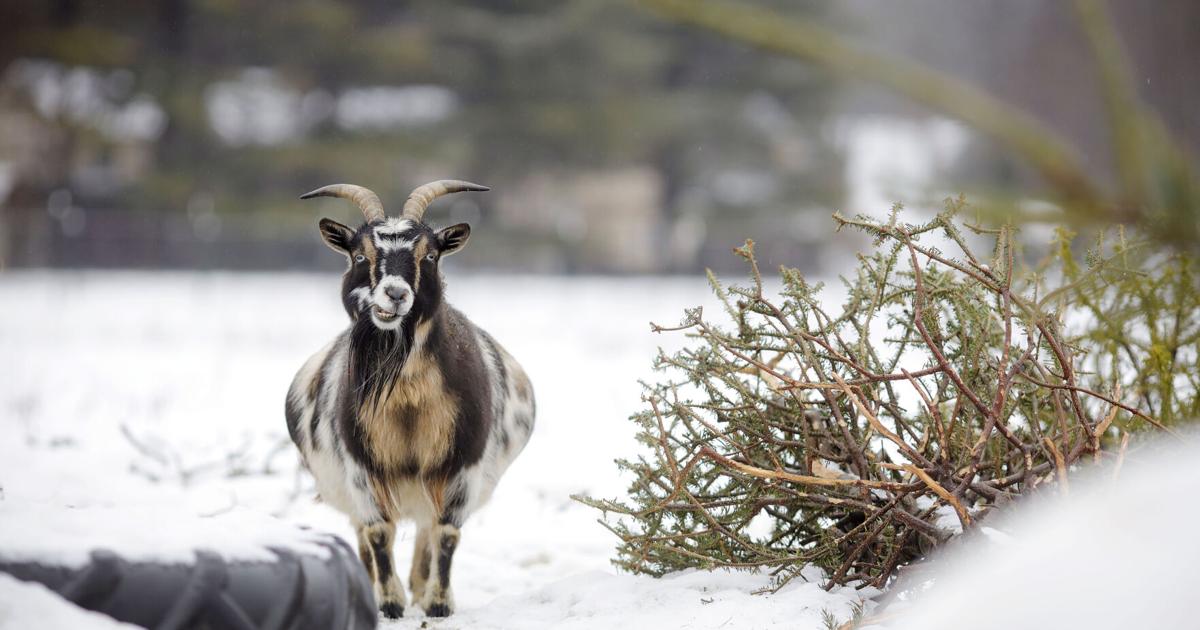 Not sure what to do with your Christmas tree? These goats are more than happy to eat it