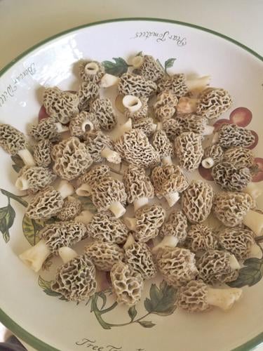 May is for morels
