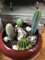 Cacti are the perfect low-maintenance houseplants