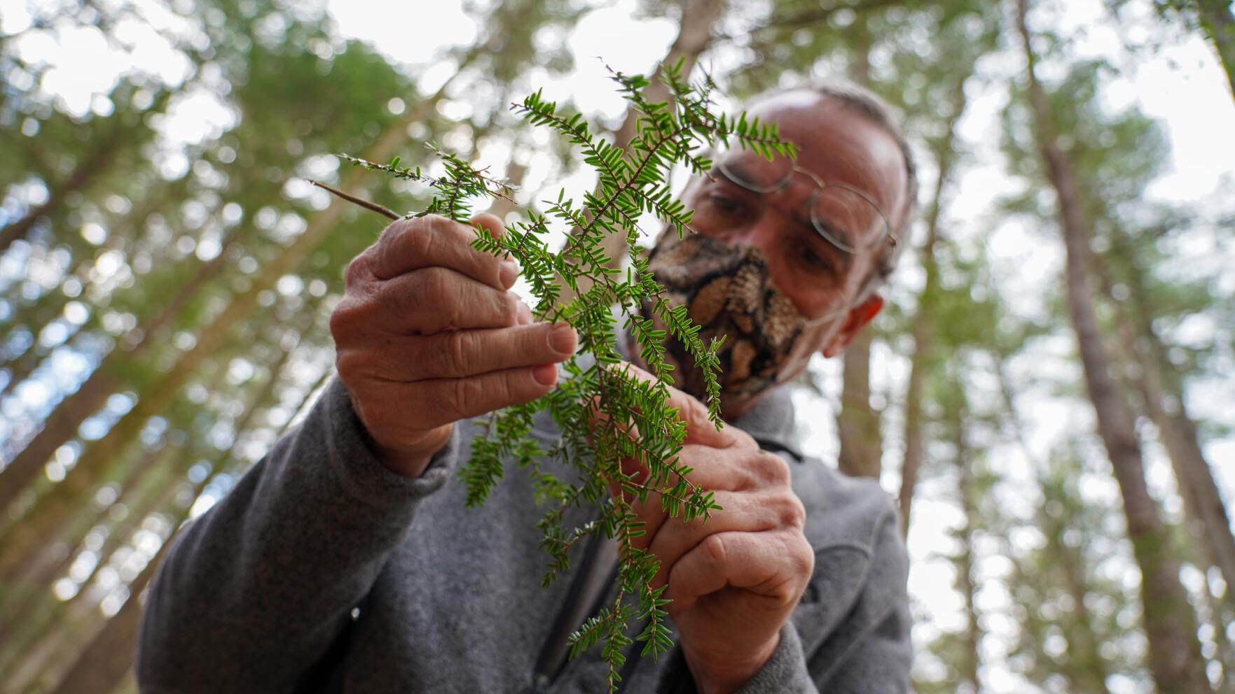 Ice Glen's famous old-growth hemlocks are dying. Can Stockbridge save them before it's too late? | Local News - Vimarsana News
