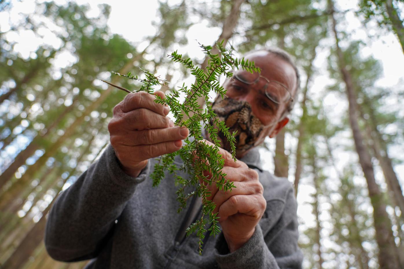 Ice Glen S Famous Old Growth Hemlocks Are Dying Can Stockbridge Save Them Before It S Too Late Local News Berkshireeagle Com