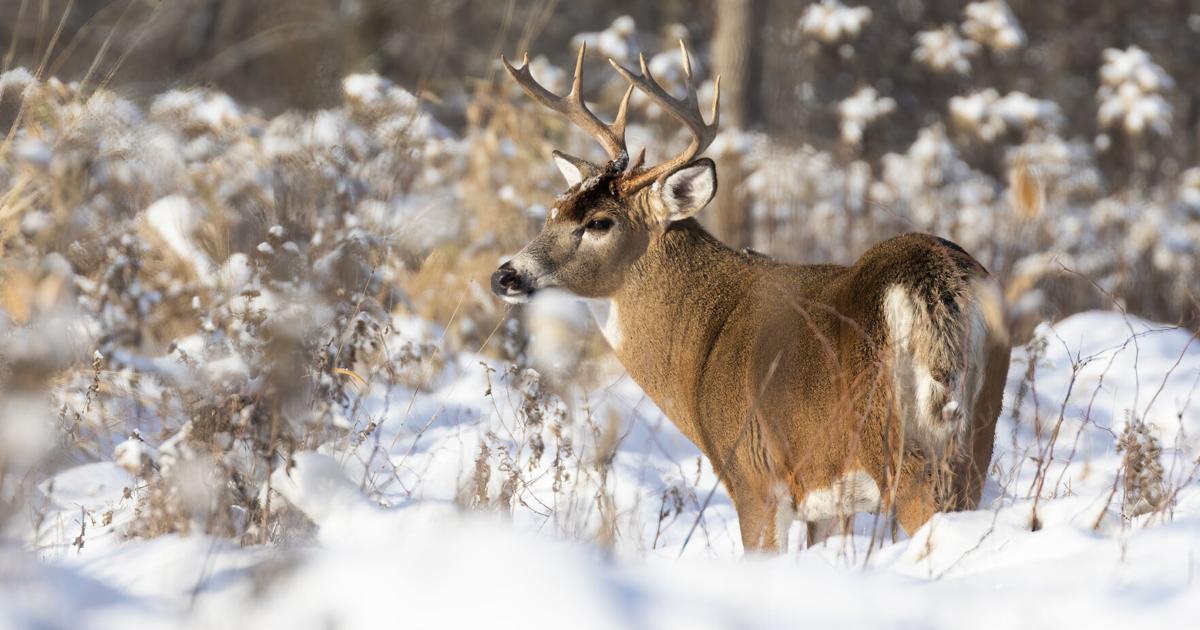 Should Massachusetts loosen its hunting restrictions? Here's what Berkshire hunters have to say ...