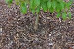Wood chip mulch around the tree.JPG