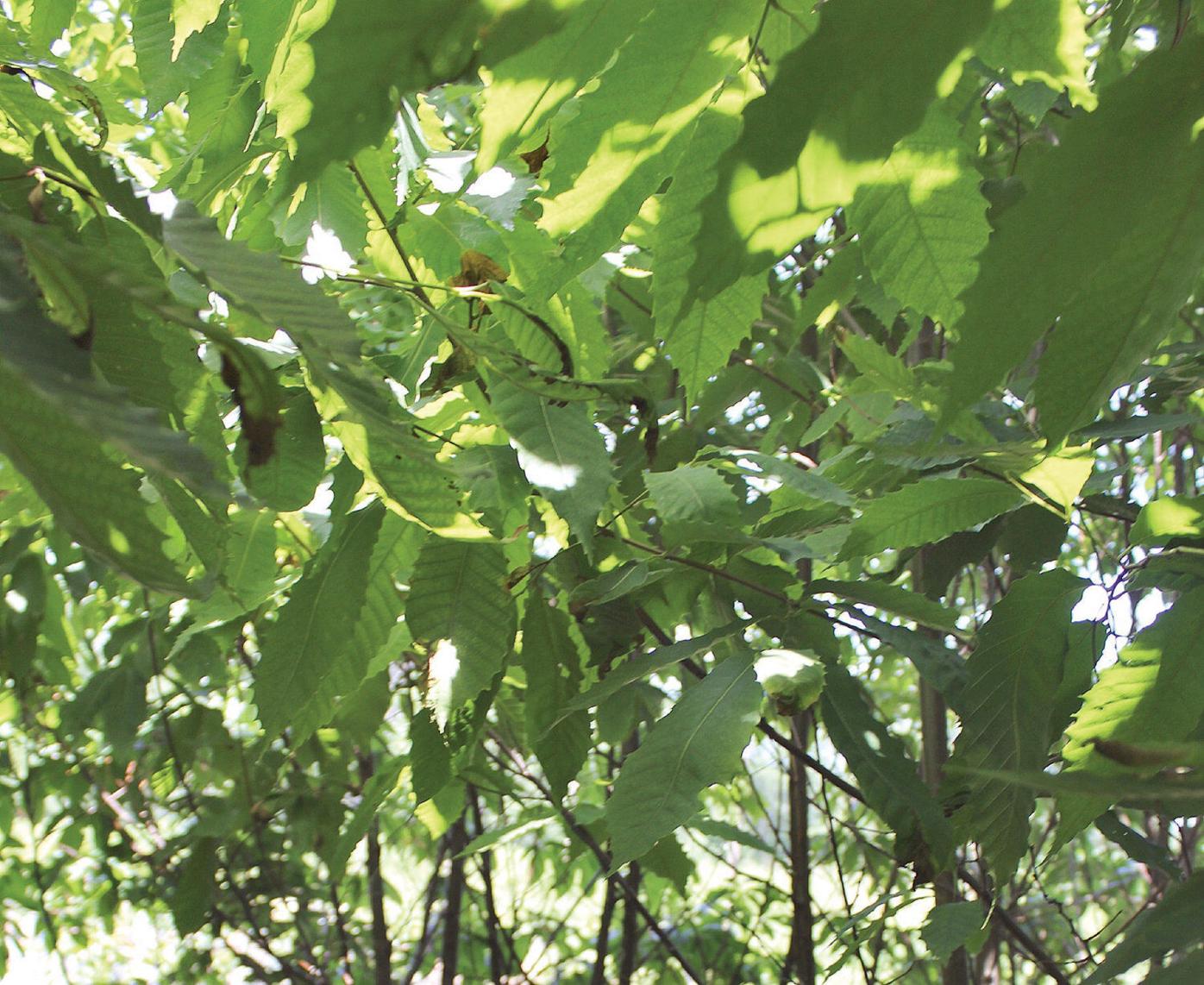 Thom Smith | NatureWatch: Springside Park in fight to bring back chestnut trees