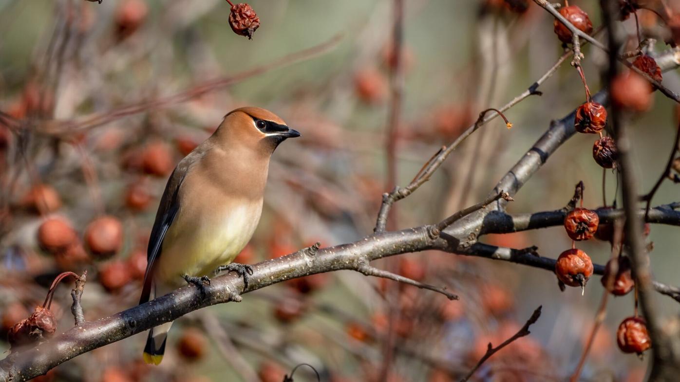 A lack of cedar waxwings has left winterberry bushes loaded ...