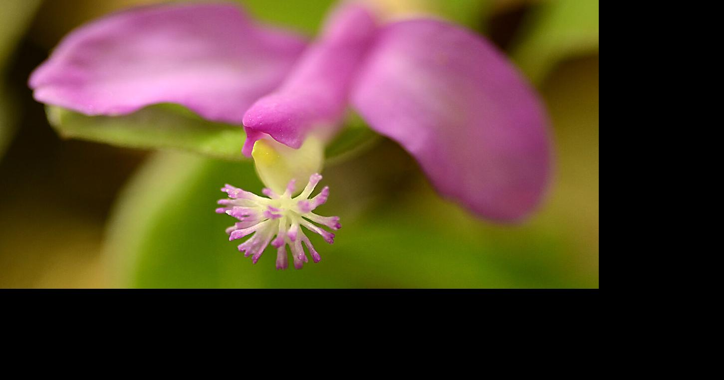 The tiny fringed polygala depends on bees and ants for survival