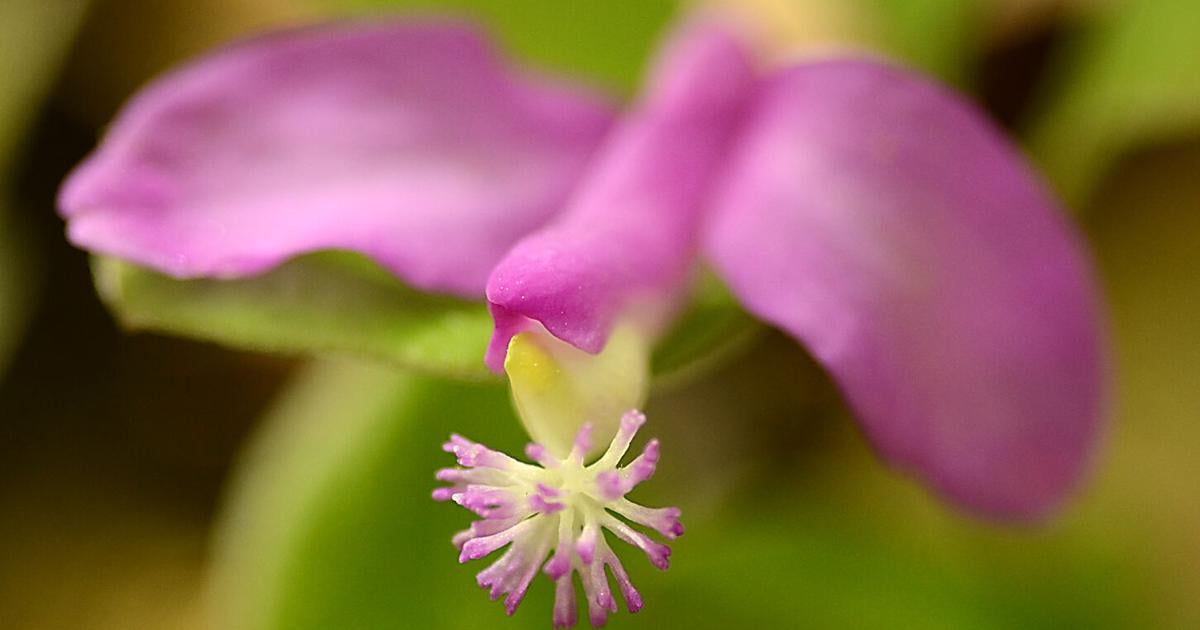 The tiny fringed polygala depends on bees and ants for survival