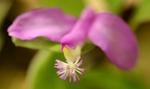 The tiny fringed polygala depends on bees and ants for survival