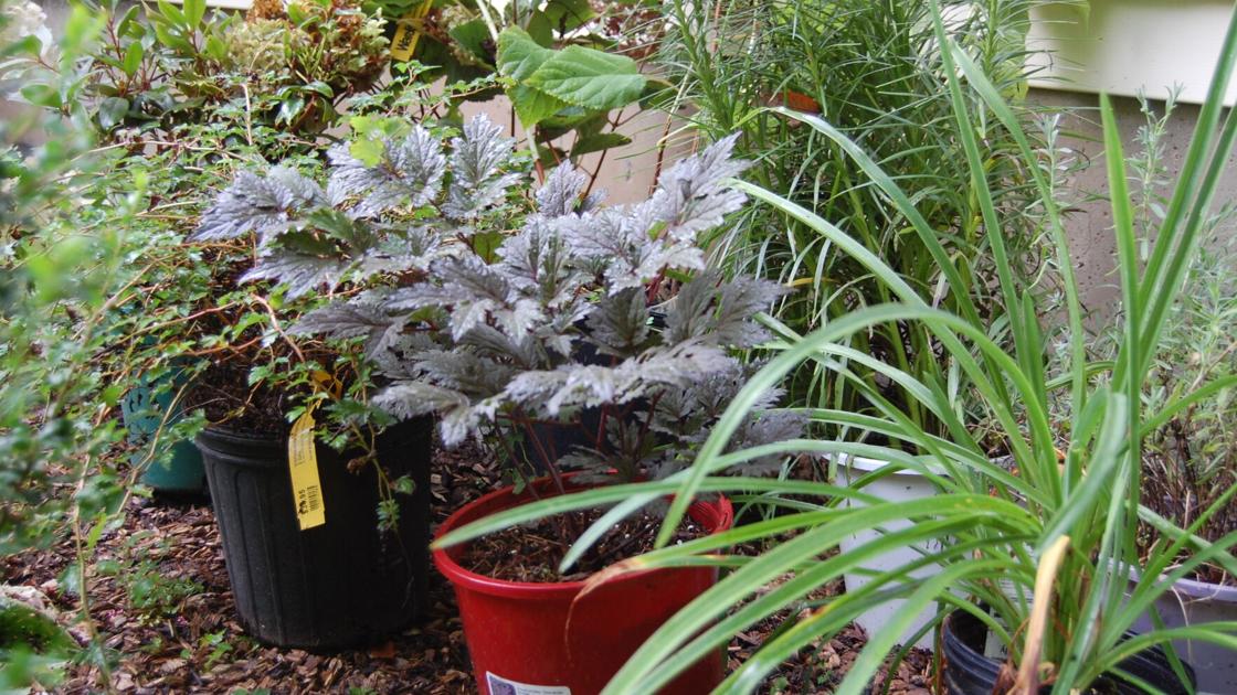 Ron Kujawski: Cease treating Labor Day prefer it’s the top of the gardening season | Dwelling-garden