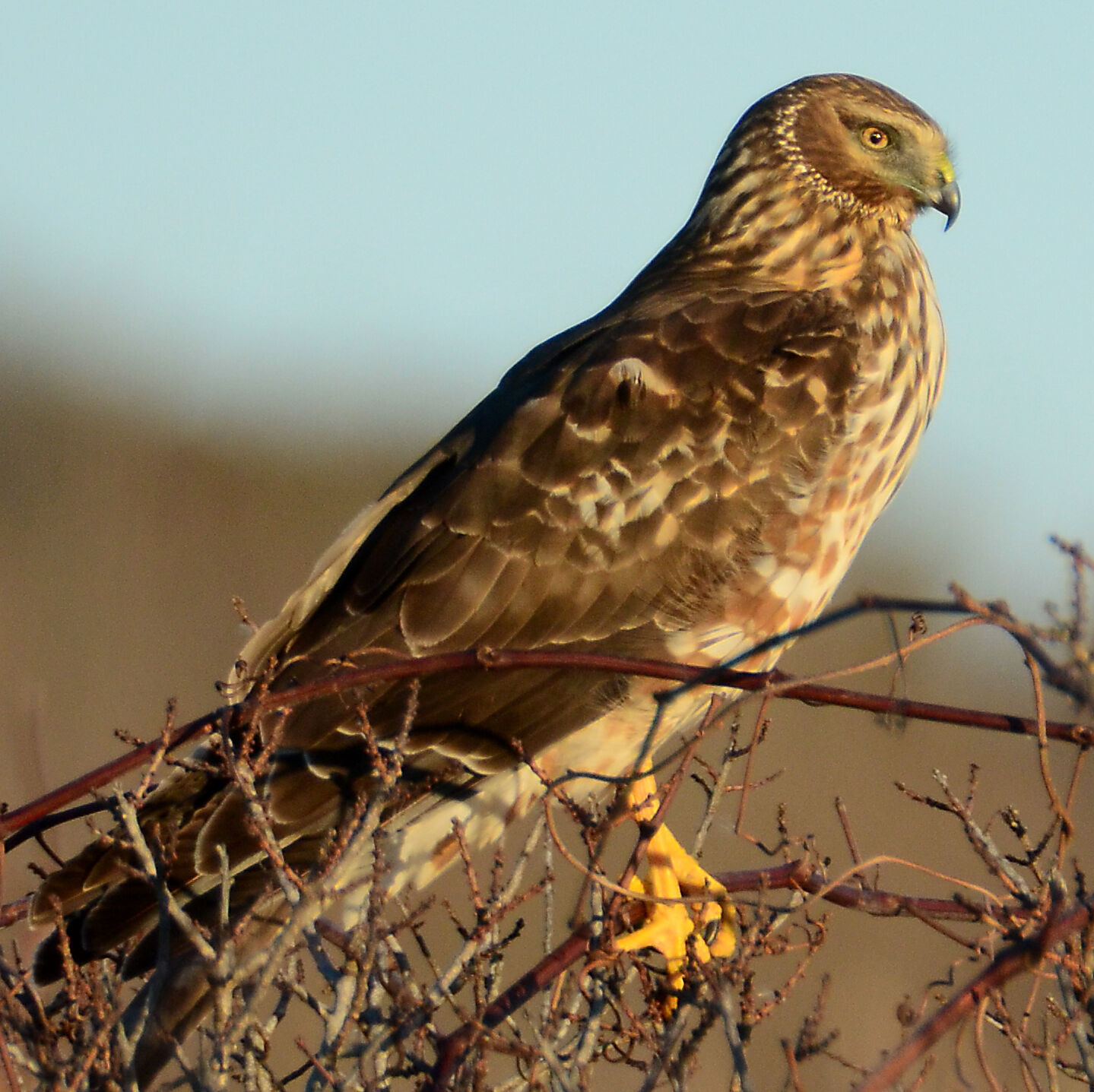 Northern harriers float low and hunt quietly over fields | Arts and ...