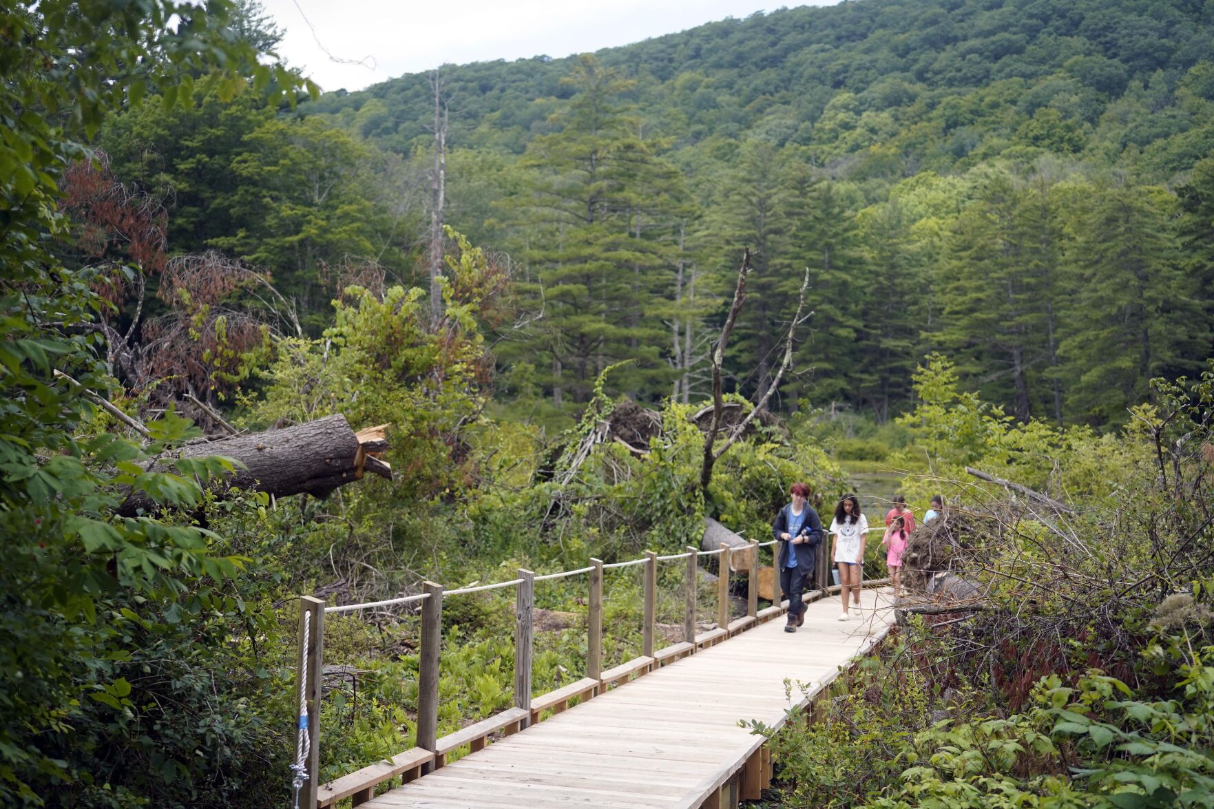 A Microburst Hit The Pleasant Valley Wildlife Sanctuary Hard Last ...