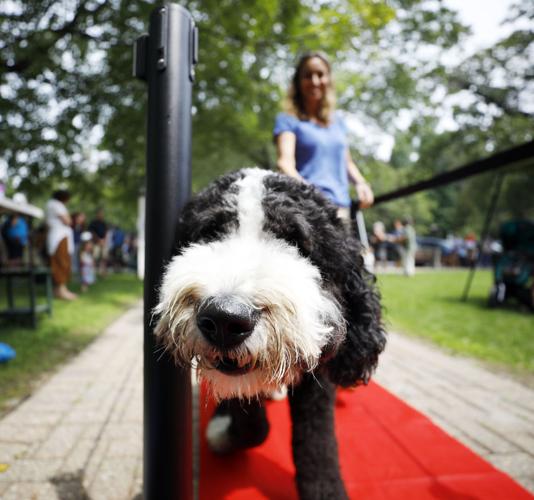 black and white berniedoodle on red carpet