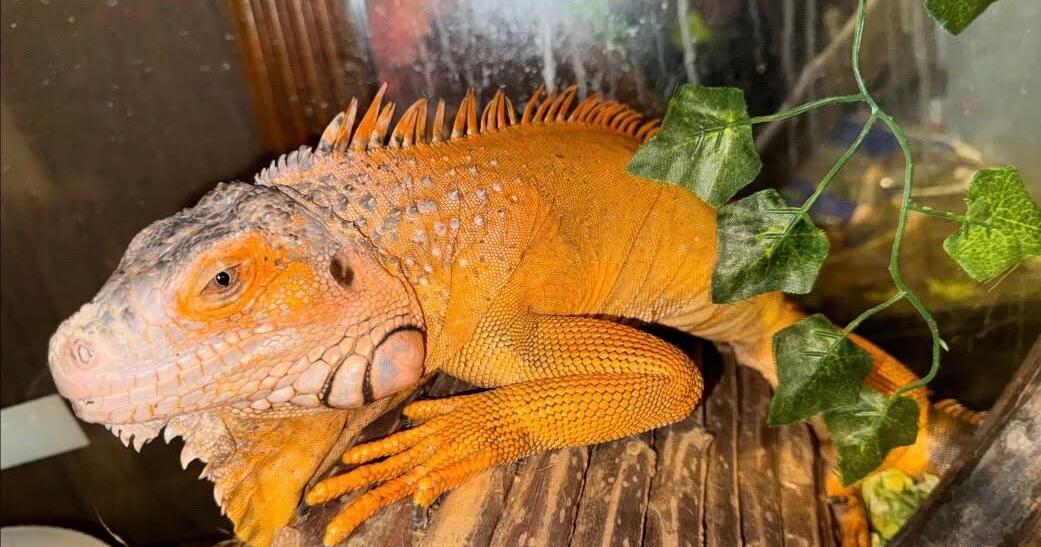 Have you seen this iguana? Pittsfield Animal Control asks for public's help locating missing lizard