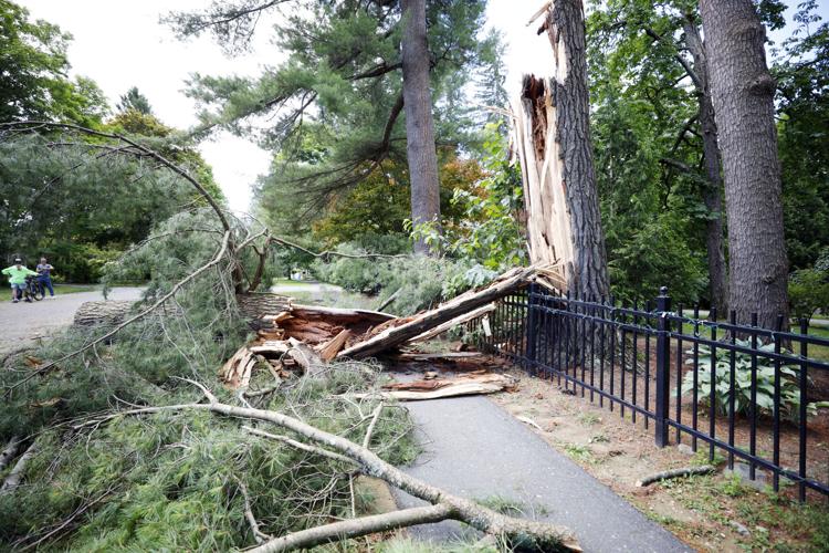 tree cracked and fallen over fence and sidewalk