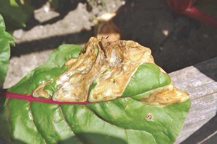 Garden Blight Crossword Fasci Garden