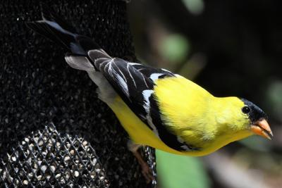 American goldfinch on a feeder