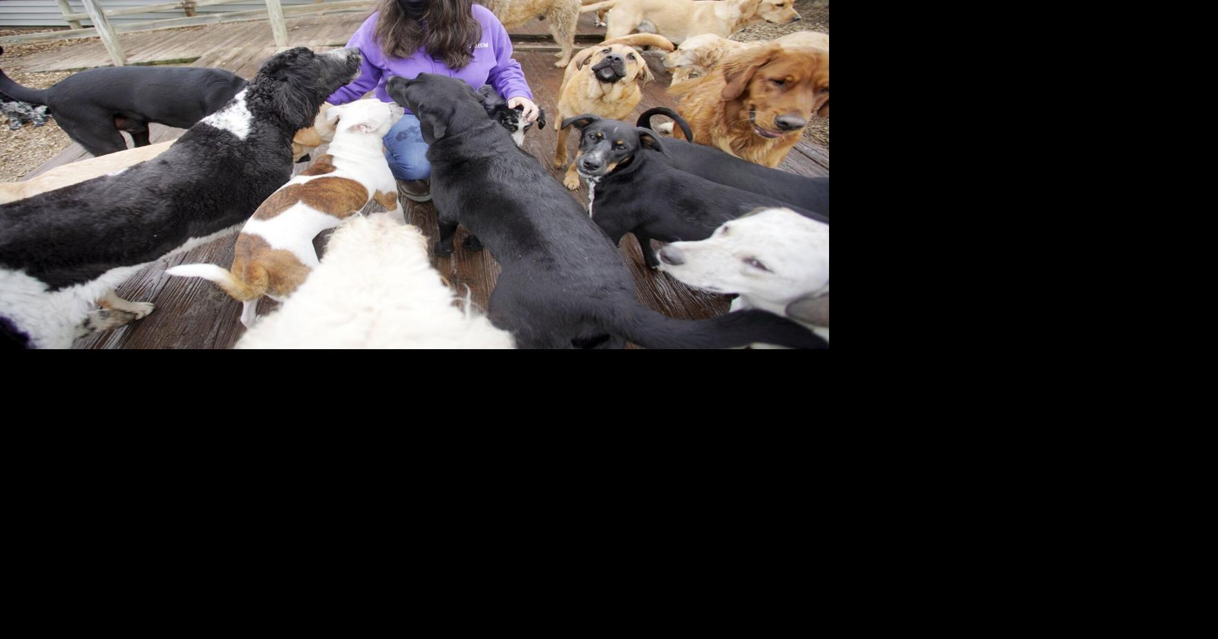 Love Us and Leave Us is closing its pet day care business in Lee, but hopes to expand in Pittsfield | South Berkshires