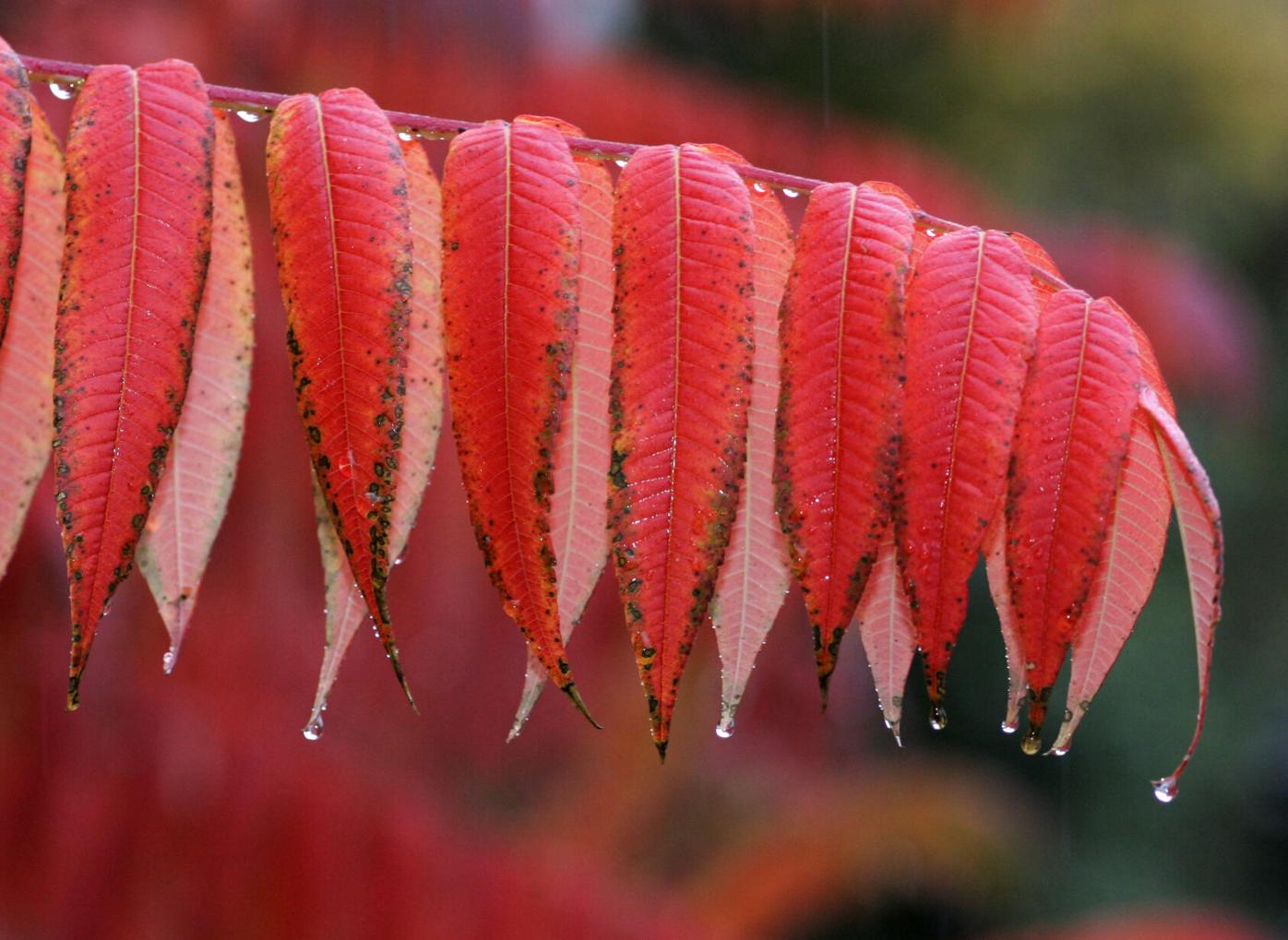 Take me outside: Sumac leaves turn scarlet in the fall ...