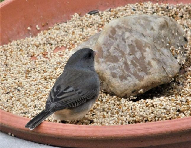 JUNCO ON PLANT SAUCER