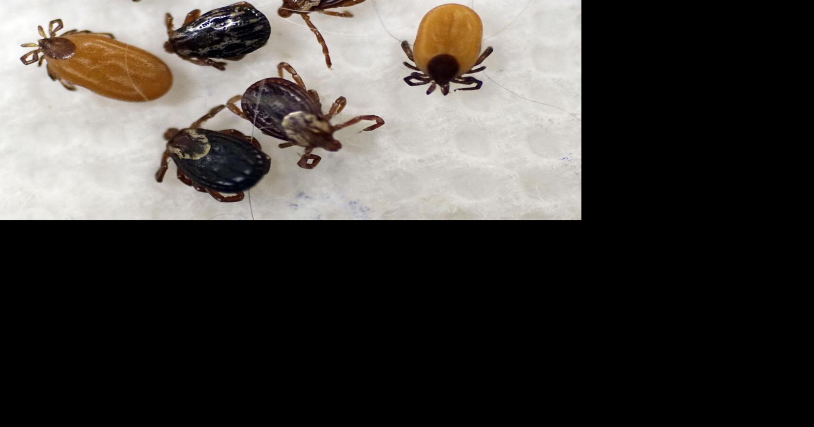 Berkshire urgent cares see surge in tick-related visits — and two cases of Alpha-gal syndrome