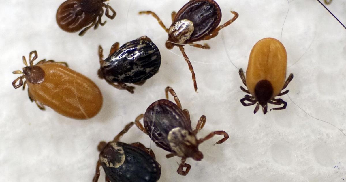 Berkshire urgent cares see surge in tick-related visits — and two cases of Alpha-gal syndrome