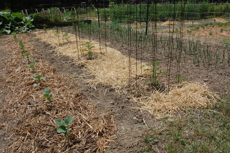 Tomato - caged & straw mulch