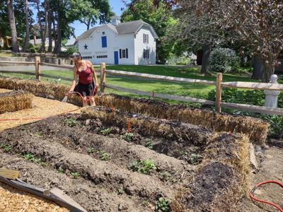 Lee Downtown Community Garden making hay to feed the needy
