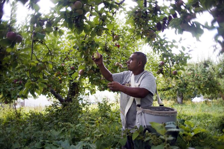 Get ready for apple picking! Jaeschke Orchards in Adams is picking its