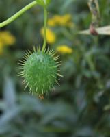 Thom Smith: What kind of vine is swarming over the shrubbery? It may be a wild cucumber vine