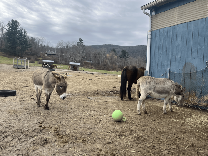 Following rabies exposure, community donations float Blue Rider Stables ...