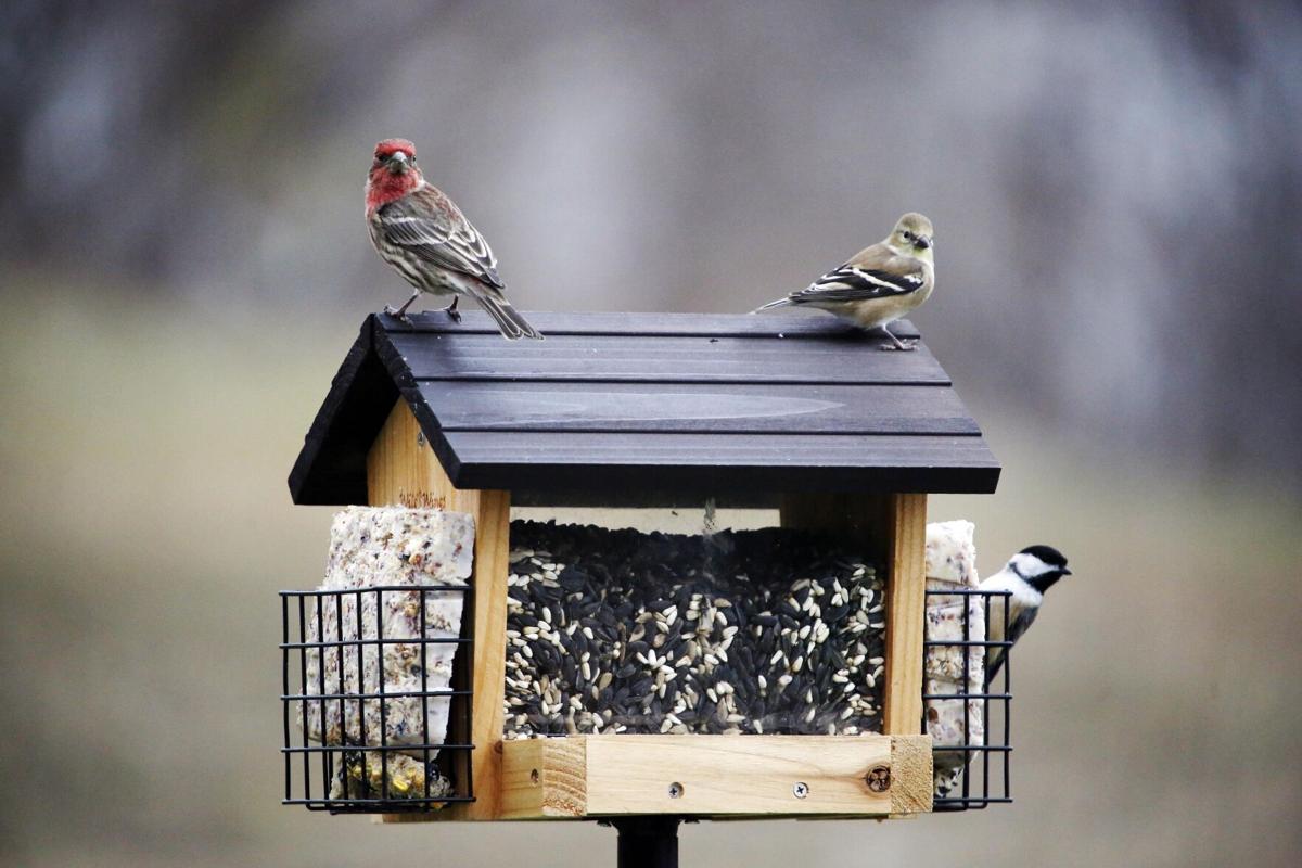 Answers from naturalist Thom Smith Why aren't birds coming to my new