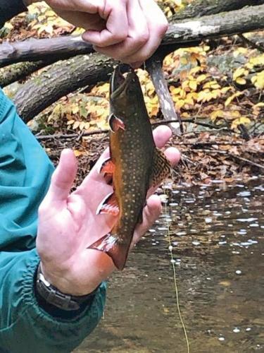 Gene Chague, Berkshire Woods and Waters: Local wins battle with brown  trout; others take up fly-fishing through OLLI, Archives