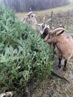 Try giving your Christmas tree to a goat