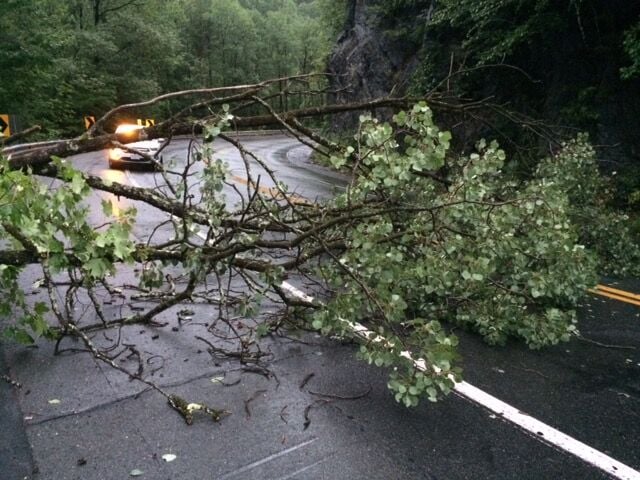 Tree down in road