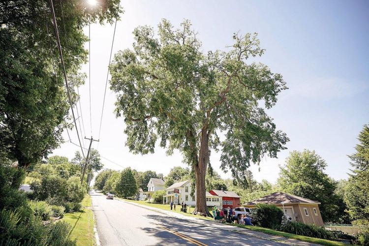 'Champion tree' in Lanesborough stands its ground against its most fearsome opponent