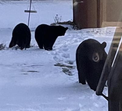 three bears approach a house