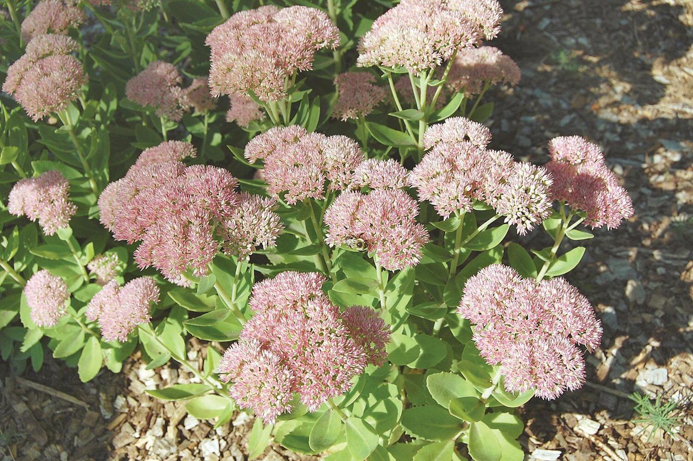 Ron Kujawski Garden Journal It S That Time For Fall Perennials Preserving Crops Archives Berkshireeagle Com