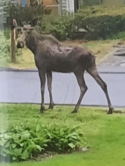 Moose near street