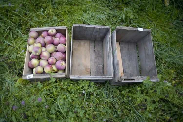Get ready for apple picking! Jaeschke Orchards in Adams is picking its