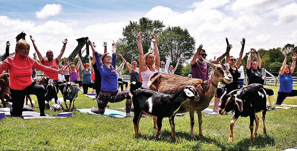 Goat Yoga - Sold Out - Shaker Village of Pleasant Hill