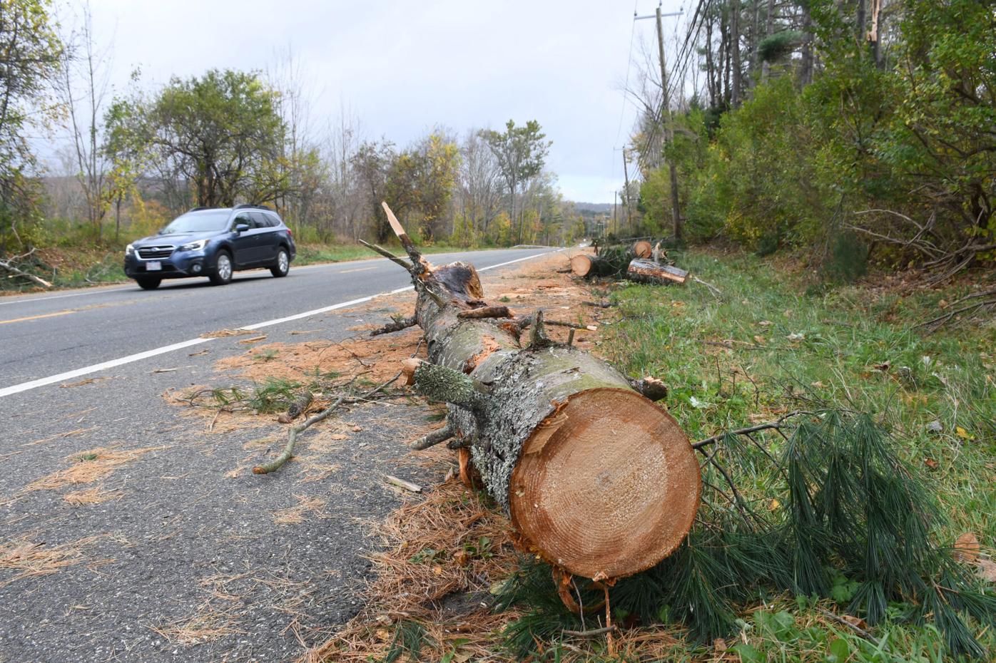 Tree debris covers the shoulder of the road
