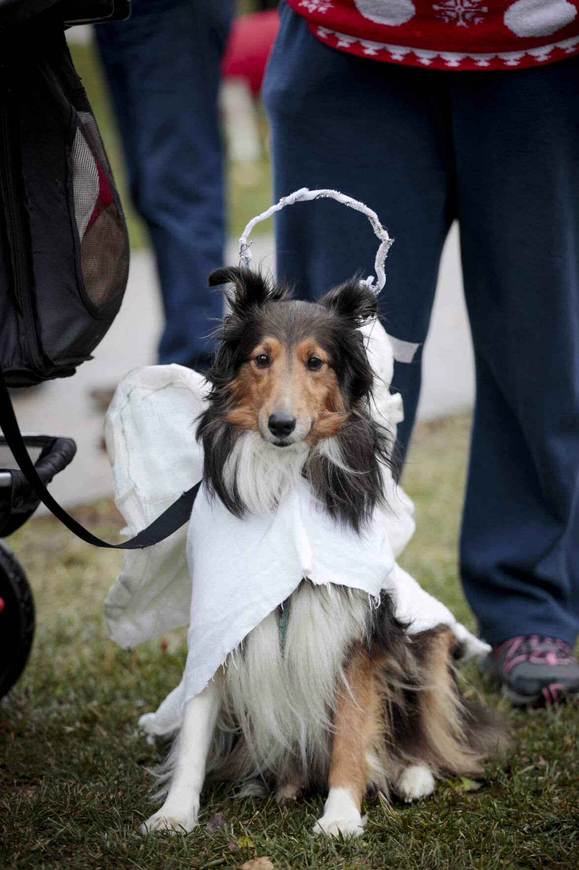 Angelic shelties clearance